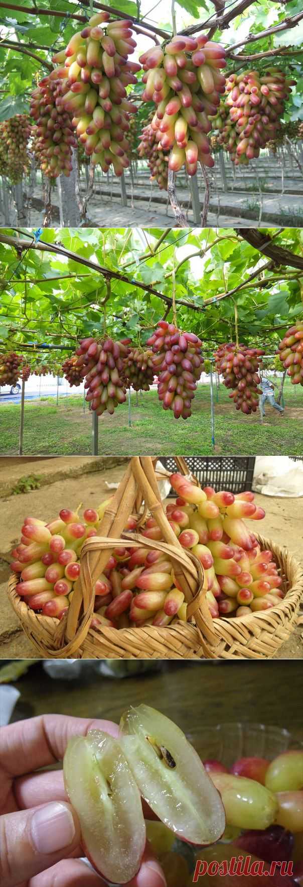 Японский виноград "Маникюр Фингер"
Вес грозди от 400 – 700г до 1750г.
