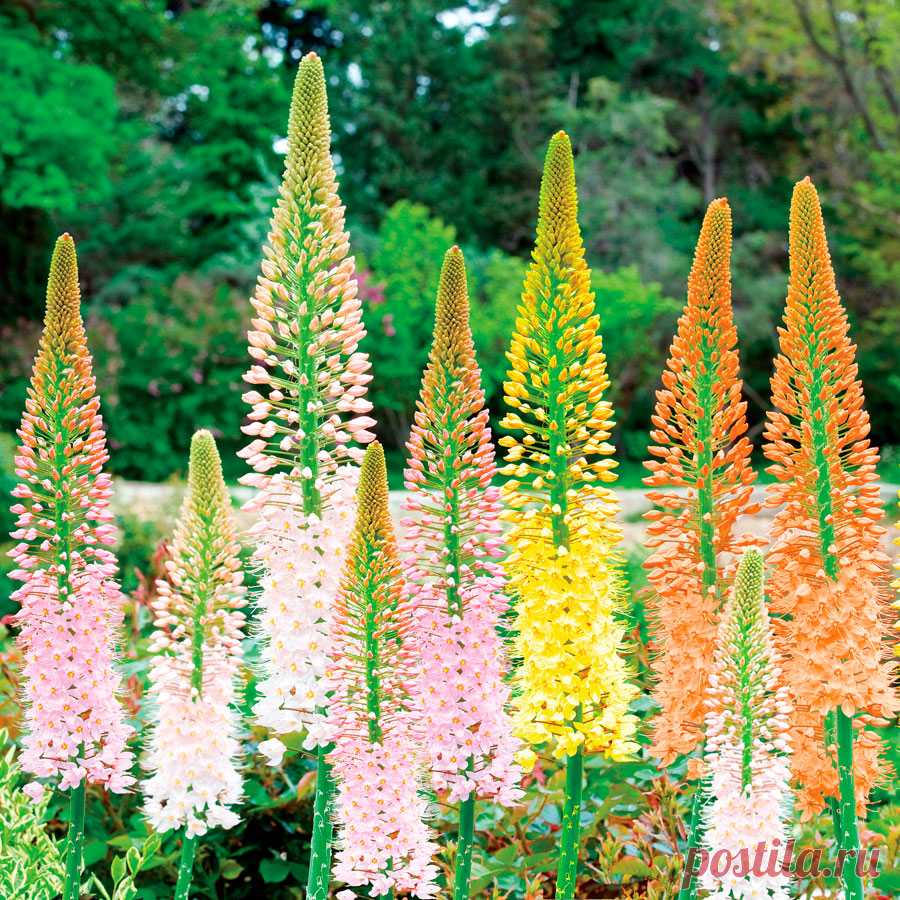 Многолетний садовый цветок Эремурус (Eremurus). Крупный травянистый многолетник высотой 150-200 см с веретеновидными корнями, многочисленными длинными прикорневыми листьями и крупными цилиндрическими или конусовидными соцветиями. Цветет в мае - июле.