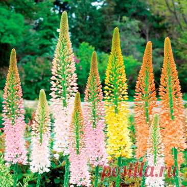 Многолетний садовый цветок Эремурус (Eremurus). Крупный травянистый многолетник высотой 150-200 см с веретеновидными корнями, многочисленными длинными прикорневыми листьями и крупными цилиндрическими или конусовидными соцветиями. Цветет в мае - июле.
