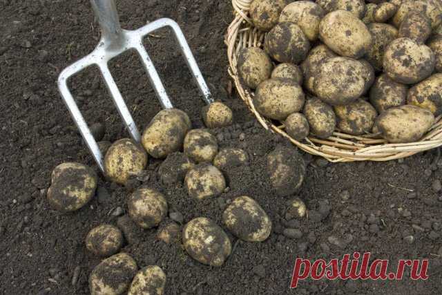 Как собрать 10 кг картофеля с 1 кв.м?