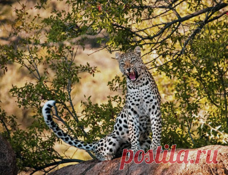 Схватка леопардов с питоном в кустах превратилась в смертельную битву. Видео было снято в Национальном парке Крюгера в ЮАР.