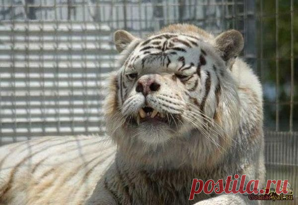 Умственно-отсталый белый тигр Кенни - Это очень необычный тигр. Его голубые глаза и светлая шерсть- редкое сочетание. В зоопарках мира живут совсем не большое количество таких животных, их около 120 особей.
