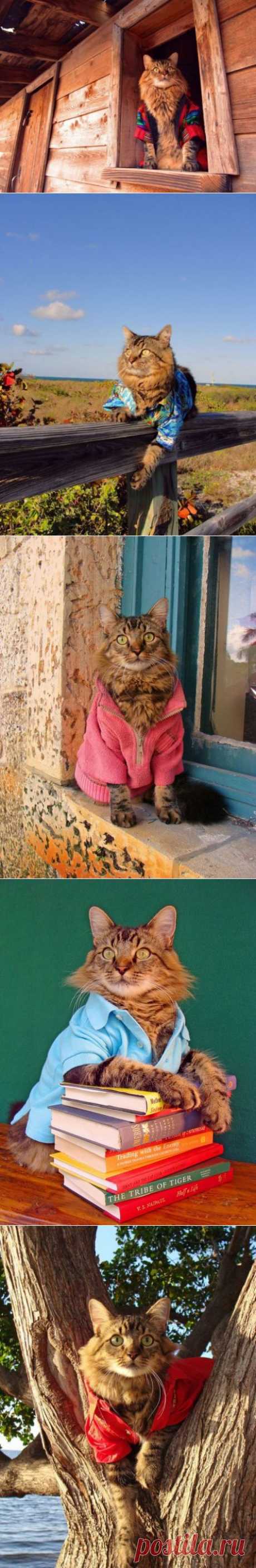 Модный кот (12 фото)