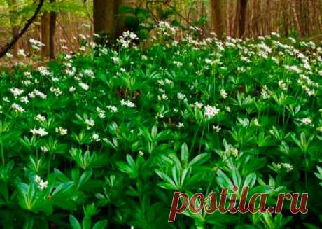 Лекарственное растение Ясменник душистый (Galium odoratum). Многолетнее растение, высотой 10-20, иногда до 30 см. Стебель г гладкий, 4-гранный. Листья темно-зеленые, ланцетные, заостренные, с жестким краем и килем, собраны в мутовки по 6-8. Белые цветки с 4-членным воронковидным венчиком, концы лепестков которого распростерты, собраны в ложные зонтики с длинными цветоножками. У похожего, но более крупного подмаренника лесного (Galium silvaticum) круглый цветонос несет очень рыхлую метелку.