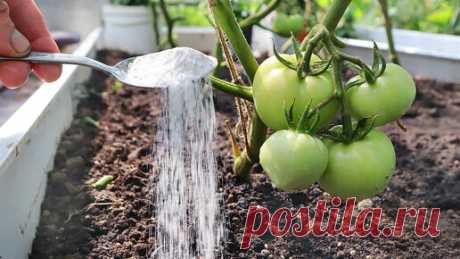 Чтобы томаты завязывались по всему стеблю, а не только снизу, подкармливаю такой подкормкой в июле-августе. Рассказываю в деталях. | Сад огород life | Дзен