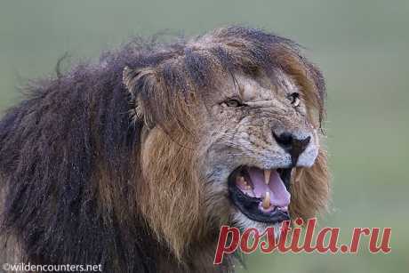 0223 - Male Lion, head shot, with wet mane, roaring, Masai Mara, Kenya Wild Encounters: Paul & Paveena Mckenzie