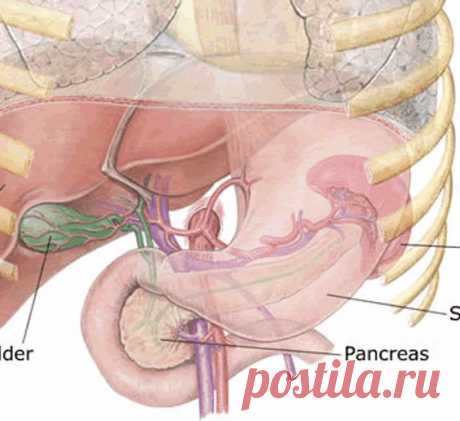 Психосоматика заболеваний поджелудочной железы  Экология здоровья: Поджелудочная железа по-латински звучит как pancreas. Pan — весь, creas — творец. «Весь в творца», «весь в отца» - так можно перевести слово «поджелудочная». Психосоматика поджелудочной железы очень тесно связана с темой отцовства, признания отцом ребенка, наследством.