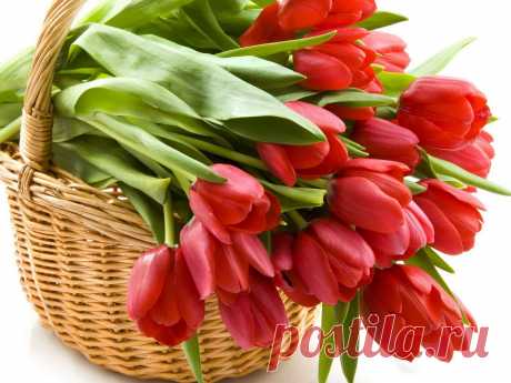Nature_Flowers_Tulips_in_a_basket_033572_.jpg (1600×1200)