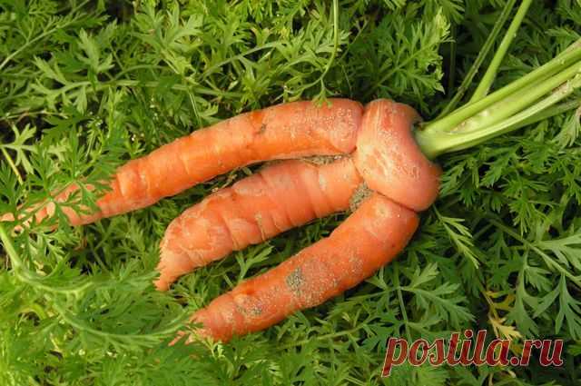 Морковкины страдания. Почему урожай корнеплода может оказаться неудачным