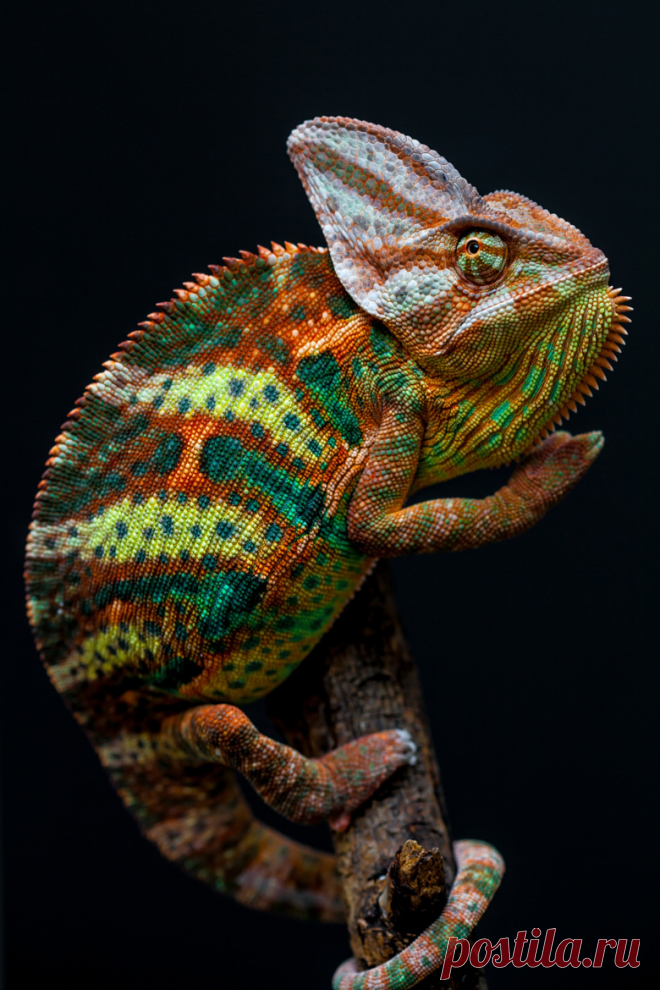 Artistic-realistic nature - 💙 Yemen chameleon on 500px by Arturas Kerdokas,...