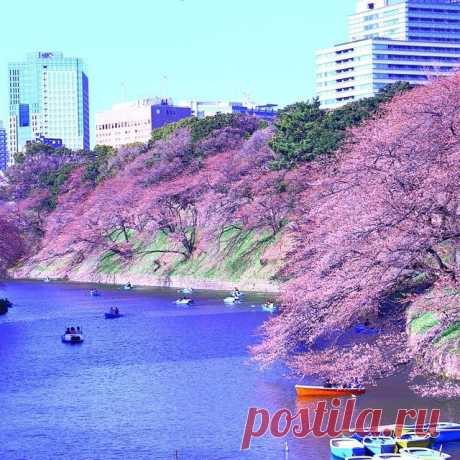 Ошарашивающая Япония — Все о туризме и отдыхе