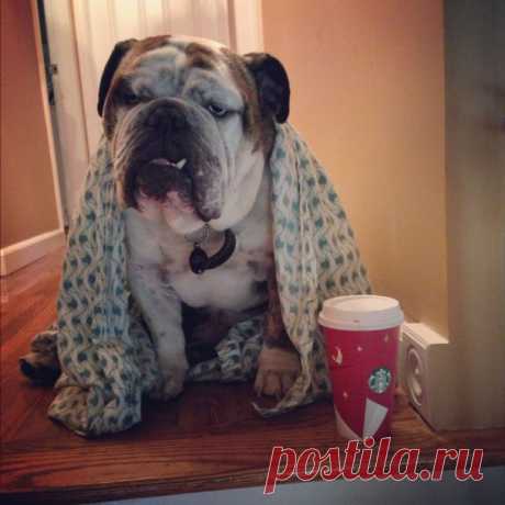 BaggyBulldogs | All about English Bulldogs | Page 2