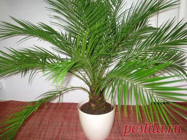 Как вырастить финиковую пальму из косточки