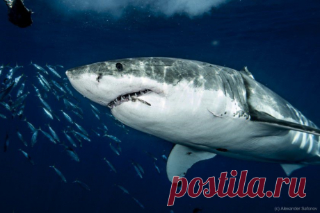 Страшные и прекрасные акулы - 22 фотографии