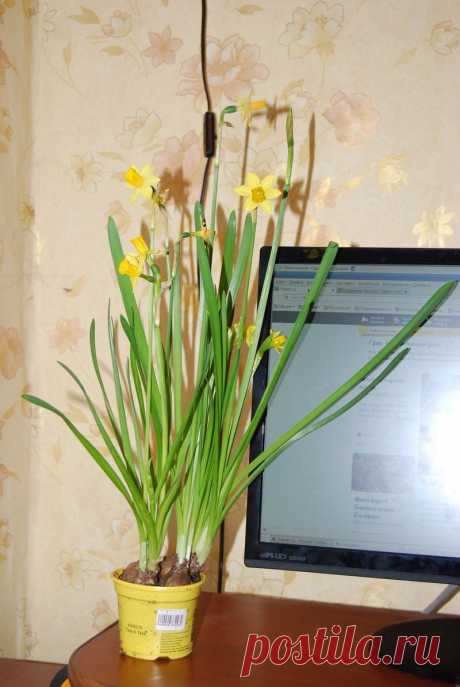 Нарциссы: правила выгонки / Конкурс &quot;Домашние цветы&quot; / 7dach.ru