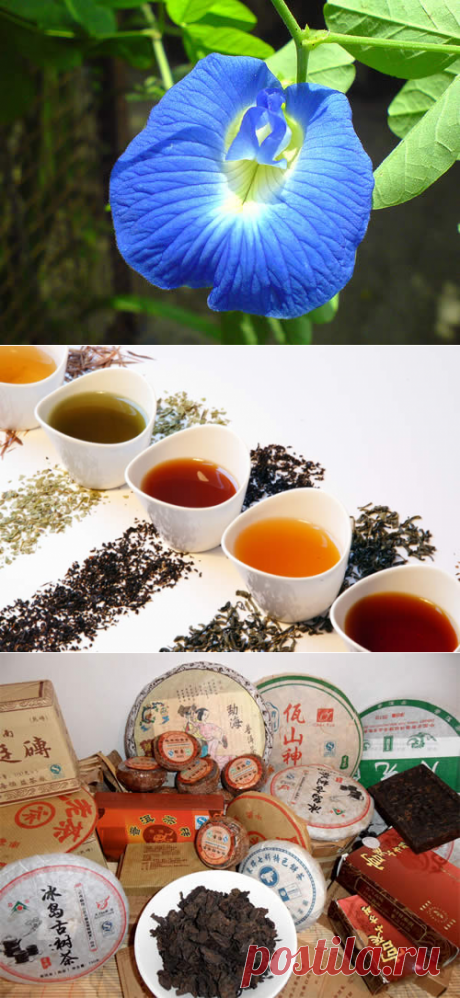Необычные сорта чая, которые стоит попробовать | Рецепты полезных и вкусных блюд в домашних условиях