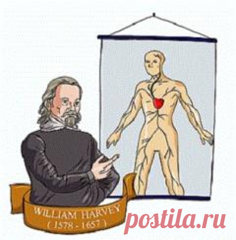Сегодня 16 апреля в 1618 году Уильям Гарвей впервые изложил новый взгляд на систему кровообращения в организме человека