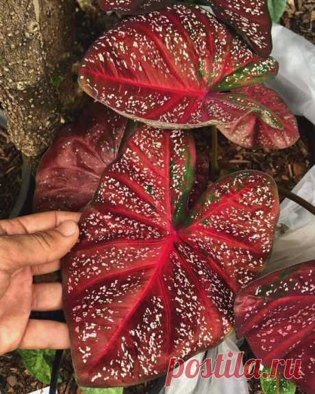 Caladium08