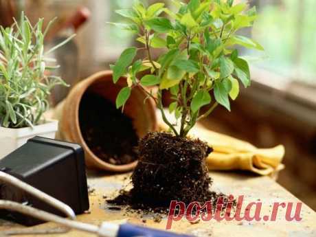 Земля для комнатных растений | Комнатные растения и садовые цветы