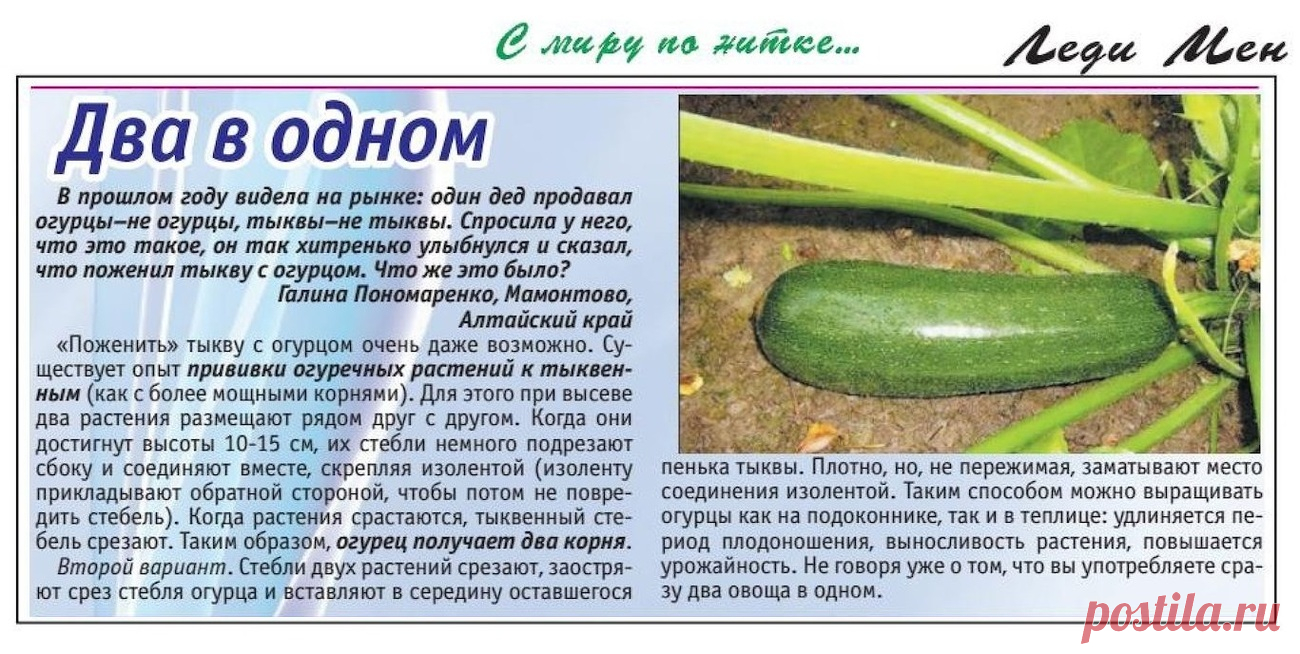 Как привить огурец к тыкве