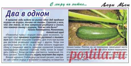 Как привить огурец к тыкве