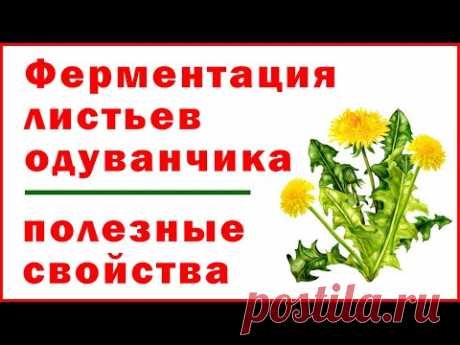 Ферментация листьев одуванчика и их полезные свойства - Dandelion leaf fermentation and benefits