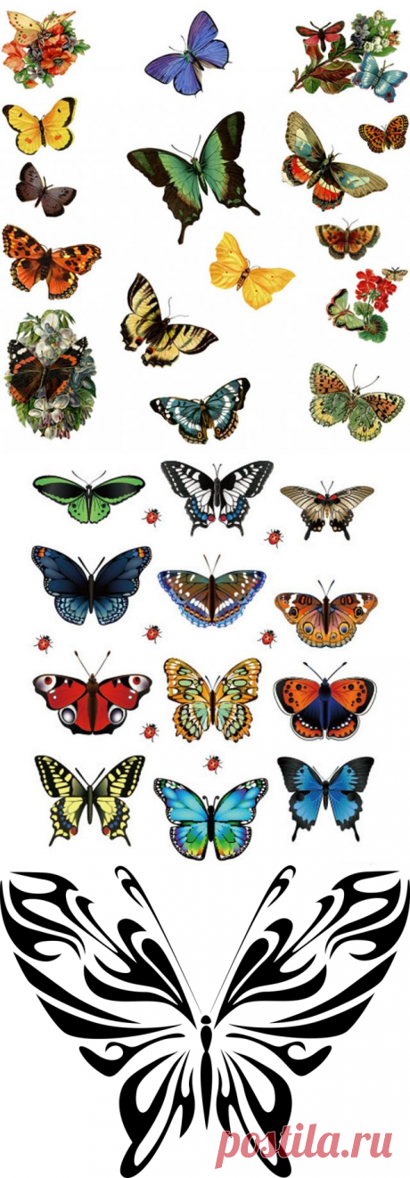 Бабочки картинки для вырезания цветные. Картинки бабочки красивые нарисованные для распечатки (35 фото)