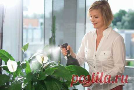 5 способов защиты растения от воздействия сухого воздуха
