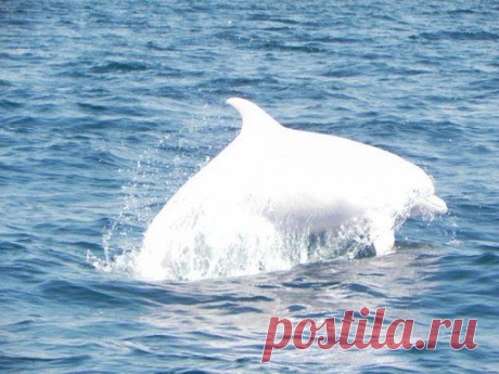 Увидеть дельфина – восторг души, а уж белого – ощущения улётного подъема. Белая афалина, может быть, единственная в Черном море, частенько курсирует близ Судака и поселка Новый Свет.