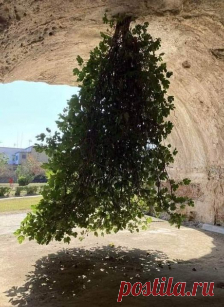 Árvore de cabeça para baixo superando as adversidades para crescer em um túnel de tijolos, é realmente impressionante a vontade de viver dos seres vivos.