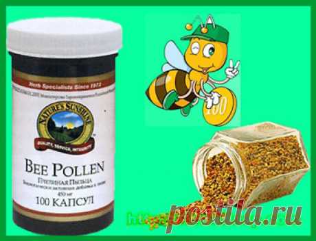Польза пчелиной пыльцы для здоровья организма. Польза пчелиной пыльцы для здоровья организма бесценна, как, впрочем, всех продуктов пчеловодства.  Маленькие труженики – пчелки собирают цветочную пыльцу для вскармливания собственных личинок. В пыльце содержатся витамины  группы В, витамин Е, С и Д, никотиновая кислота, биотин, а так же чуть ли не все минеральные вещества из таблицы Менделеева: сера, медь, кремний, железо, кальций, магний, цинк, хром и так далее. Молодая пчела выходит из куколки п