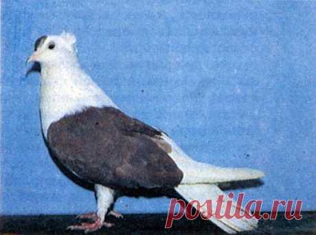 Запорожские чубатые голуби: описание породы, фото