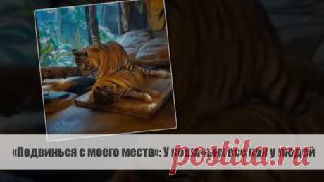 «Подвинься с моего места»: У кошачьих все как у людей | VestiNewsRF.Ru