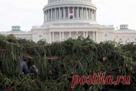 «Что-то еще, кроме Байдена». Упала главная рождественская елка США. Впервые за полвека на Эллипсе установили спиленное дерево, норвежскую ель, привезенную из Западной Вирджинии. Однако и оно не устояло перед мощными ветрами в Вашингтоне.