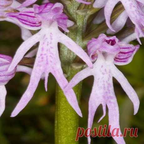 Favorable 20Pcs Naked Male Orchid Garden Seed Orchis italica Home Office Potted Plants - NewChic