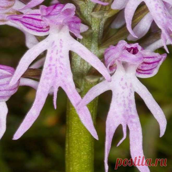 Favorable 20Pcs Naked Male Orchid Garden Seed Orchis italica Home Office Potted Plants - NewChic
