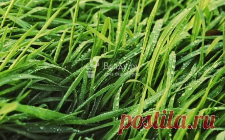 Газонная трава: как выбрать сорт для разных типов газона с фото Семена газонных трав, критерии выбора семян для мавританского, партерного, спортивного и декоративного газона. Лучшие сорта трав и особенности ухода