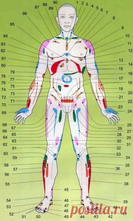 Проекционные зоны внутренних органов на теле человека по Огулову -