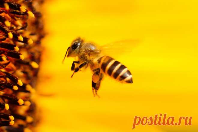 Интересные факты о пчёлах В мире существует около 21 тысячи видов и 520 родов пчёл. Их можно обнаружить на всех континентах, кроме Антарктиды. Сегодня мы расскажем читателям самые интересные факты об этих удивительных существах …