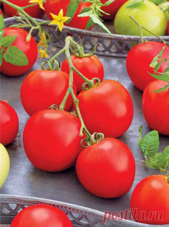 СМОТРИТЕ: Каждый год закрываю помидоры на зиму по рецепту своей бабушки. Получаются они вкусными и банки не мутнеют