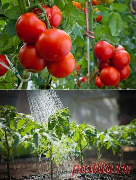 Полив и подкормка томатов