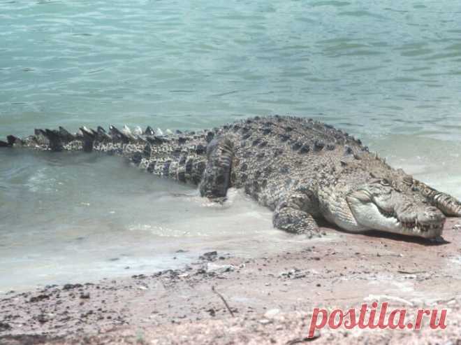 При виде каких морских обитателей большая белая акула от страха готова выпрыгивать из воды