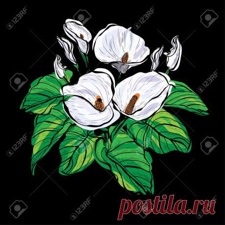 Flores De Calla Decorativas, Elementos De Diseño. Se Puede Utilizar Para Tarjetas, Invitaciones, Pancartas, Carteles, Diseño De Impresión. Ramo De Flores Ilustraciones Vectoriales, Clip Art Vectorizado Libre De Derechos. Image 121877966.