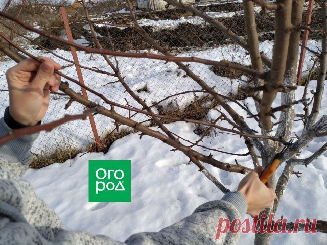 Как обрезать грушу зимой – подробный мастер-класс с фото | Яблоня, груша (Огород.ru)