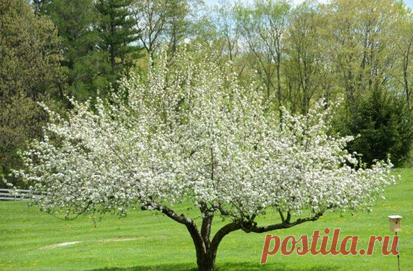 Обработка яблонь от вредителей весной