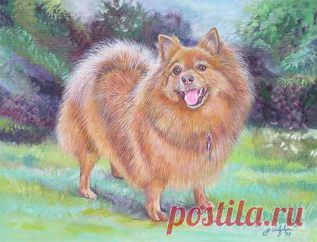 Pomeranian by Gail Dolphin Pomeranian Painting by Gail Dolphin