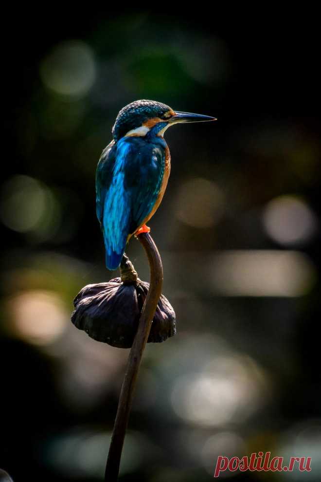 Download wallpaper 3428x5142 kingfisher, bird, beak, flower hd background в Яндекс.Коллекциях