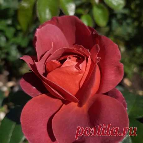 Photo by Цветочница Анюта 🌹 on June 03, 2021. May be a closeup of rose and nature.