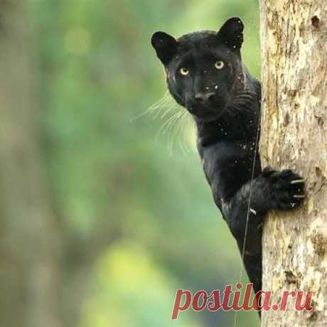 Caption this Photo

Beautiful BLACK PANTHER being Sneaky in Nagarhole National Park, incredible! 🐯 
Photography by © @kiran.ranga.v