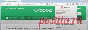 Усадьба | Цветок в саду : Весенние подкормки пионов